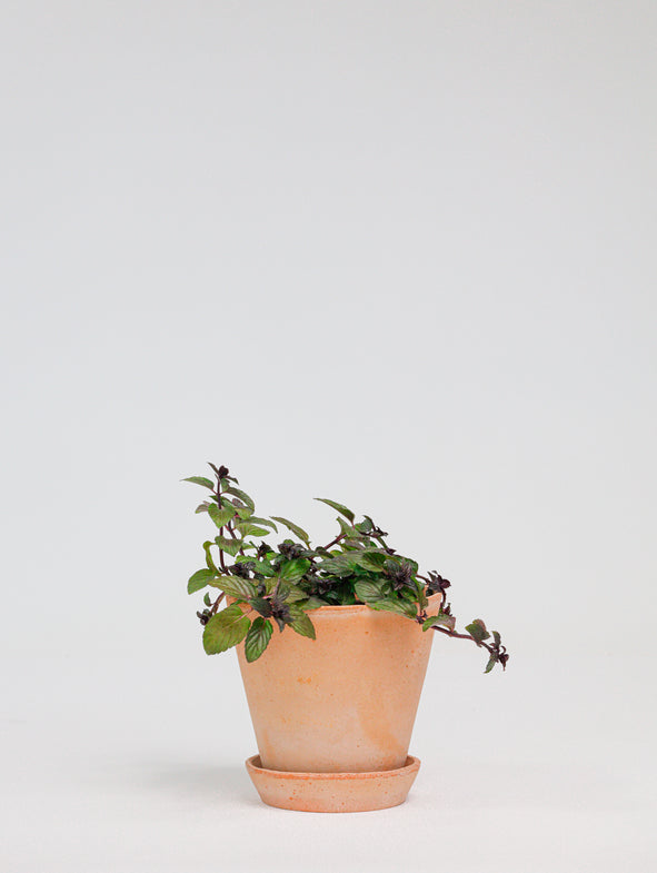 Mint